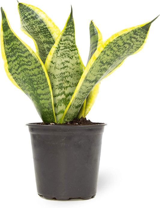 Live Snake Plant: Fully Rooted Indoor House Plant in Pot, Houseplant in Potting Soil