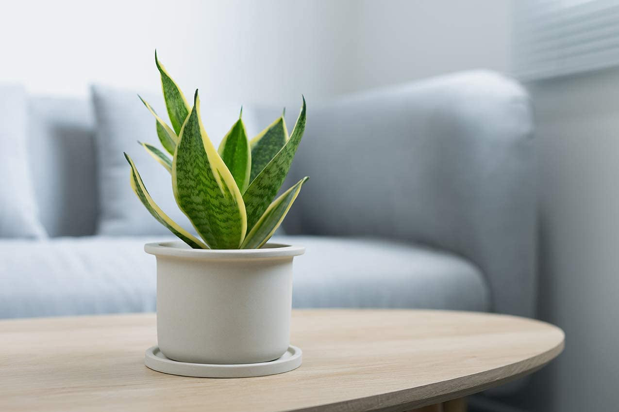 Live Snake Plant: Fully Rooted Indoor House Plant in Pot, Houseplant in Potting Soil